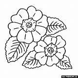 Coloring Primrose Flower Pages Primula Flowers Color Online Line Book Drawings Thecolor Designlooter Floral Visit Adult Choose Board 76kb 560px sketch template