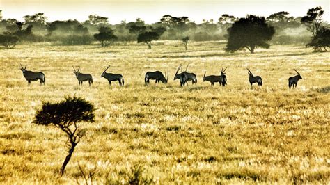 African Safari 8 Best National Parks To View Wildlife Cnn
