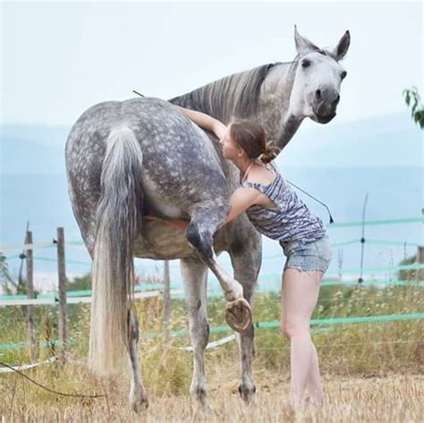 likes  comments horses   athorsesu  instagram    horse