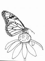 Butterfly Monarch Drawing Coloring Line Pages Getdrawings Egg Print 74kb 640px Garden Paintingvalley Drawings Getcolorings sketch template