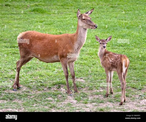 red deer doe  fawn cervus elaphus stock photo alamy