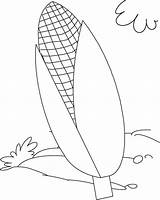 Corn Coloring Pages Indian Drawing Kids Plant Popcorn Kernel Elegant Draw Comments Library Getdrawings sketch template