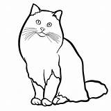 Ragdoll Norwegian Caht Originaire Unis Etats Cats Hood Sketchok sketch template
