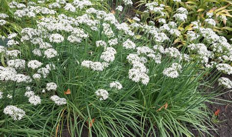 allium tuberosum chinese bieslook vaste kruiden plant bloeit wit met bolvormige geurende