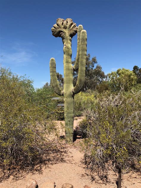 rare mutation   saguaro cactus called  crested saguaro phoenix az oc