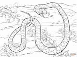 Serpent Ausmalbild Anaconda Kornnatter Maus Colorier Souris Verdaut Dessins Reptiles Blés sketch template