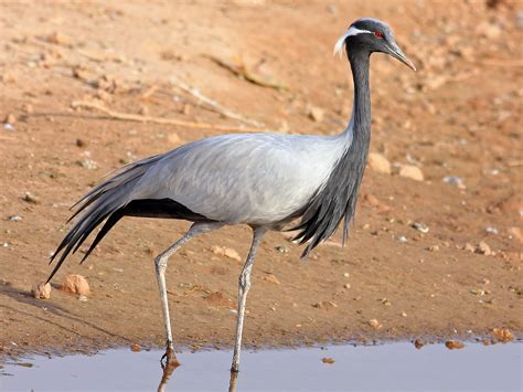 demoiselle crane ebird