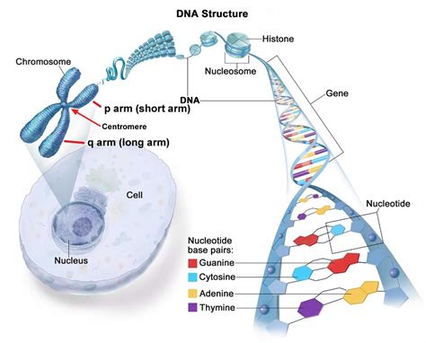 18q Deletion Syndrome Causes Symptoms Diagnosis Treatment And Life