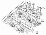 Irrigation Sprinkler Drip Watering Vegetable Getdrawings Sprinklers Efficient Drips Dummies sketch template