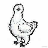 Rooster Silkie Drawing Drawings Clipartmag Redbubble Fighting sketch template