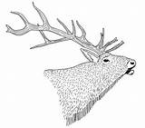 Elk Bull Drawing Geraud Aaron Drawings 24th Uploaded November Which Paintingvalley sketch template