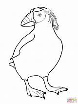 Puffin Coloring Pages Drawing Printable Bird Getdrawings Color Penguin Lie Ada Getcolorings Popular Tufted Template sketch template