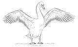 Cygne Coloriage Mute Imprimer Swans Necked Ailes Supercoloring Designlooter Faisan Dessiner sketch template