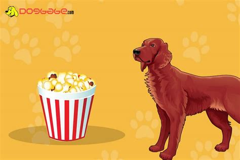 dogs eat popcorn  popcorn good  bad  dogs
