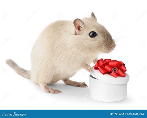 cute  mouse stock images image