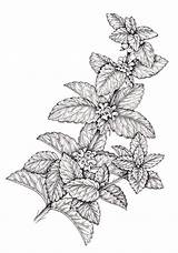 Mentha Spicata Leaves sketch template