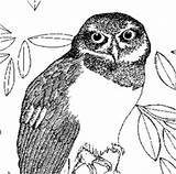 Owl Spectacled Coloring 248px 79kb sketch template