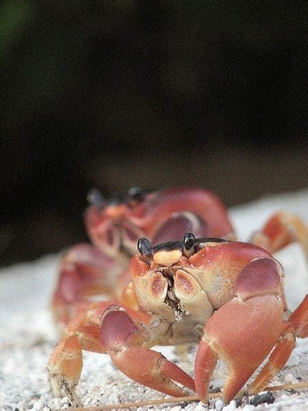 el moderno prometeo artropodos subfilo crustacea