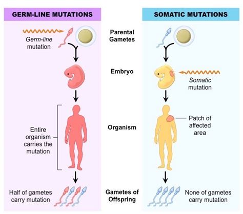 mutations how when and effects a level biology notes