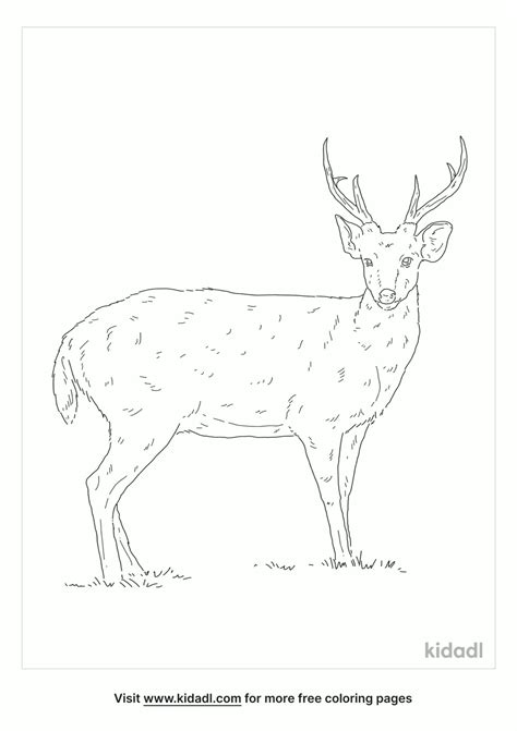 cedros island mule deer coloring page coloring page printables kidadl