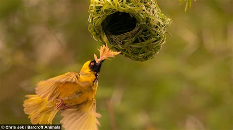 love nest weaver birds create elaborate nests to attract the opposite sex