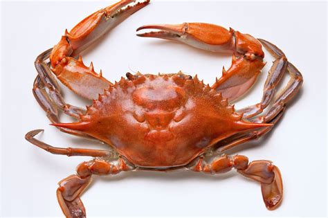 crab season