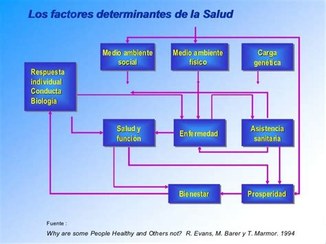 Factores Determinantes De La Salud Mind Map Images