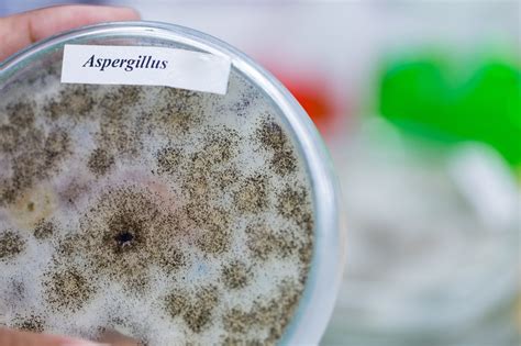 el aspergillus  sus consecuencias murprotec