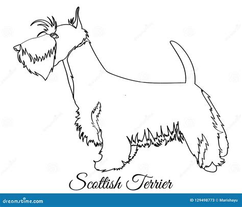 scottish terrier dog coloring stock vector illustration  shop type