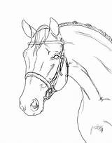 Lineart Bridle Warmblood Cliparting sketch template