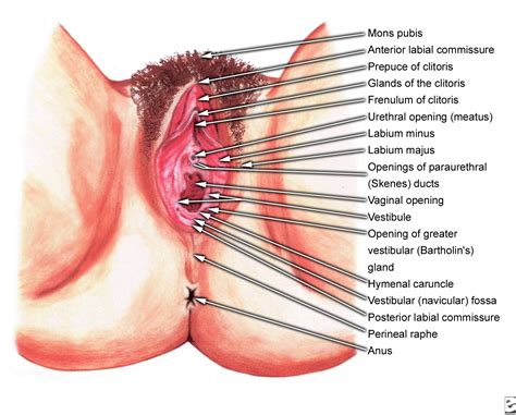 Diagram Of Vagina Unmasa Dalha