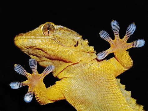 gecko changing  world siowfa science   world