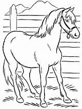 Mewarnai Cavalli Cavallo Paard Kuda Inkleuren Coloring4free Buku Binatang Cavalos Cavalo Principe Pintar Pagine Belajar Halaman Piccoli Pianetamamma sketch template