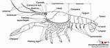 Crayfish Anatomy External Cephalothorax Function Shrimp Head Name Notes Quick sketch template
