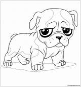 Pages Puppy Baby Bulldog Coloring Color sketch template