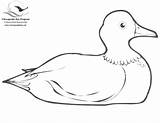Duck Coloring Book Bay Colouring sketch template