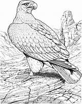 Eagle Coloring Pages Raptor sketch template