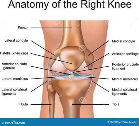 anatomy    knee stock vector illustration  cruciate