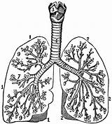 Clipart Bronchial Tubes Congestion Cured Chronic Lungs Clipground System Etc Bronchi Anatomy Respiratory Medium Original Large sketch template