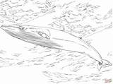Wale Ausmalen Bowhead Minke sketch template