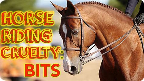 horse riding cruelty effects   bit horses horse riding riding