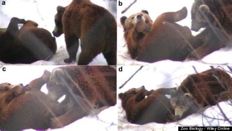 These Bears Are Having Lots Of Oral Sex And Scientists