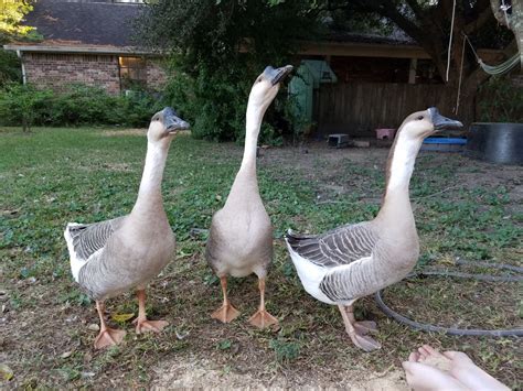 the african and chinese goose thread page 325 backyard chickens