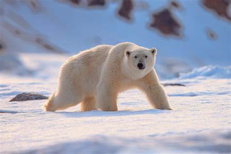 scientists unravel  secrets  polar bear fur earthcom
