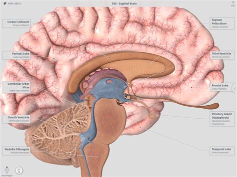sagittal brain diagram magicheft