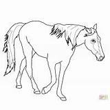 Coloring Palomino Horse Pages Mouth Open Shark Drawing Getdrawings sketch template