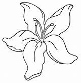 Daylily Drawing Getdrawings sketch template