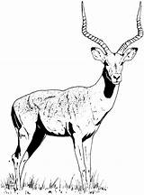 Gazelle Coloring Pages Horned Animals Wildlife Hoofed sketch template