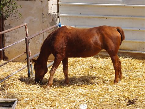 horse eating hay  stock photo public domain pictures