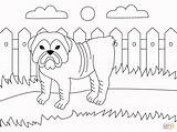 Bulldog Kolorowanki Buldog Mammals Angielski Kolorowanka Supercoloring Druku sketch template